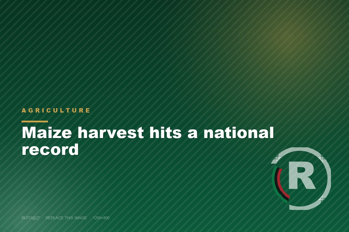 Maize harvest hits a national record